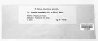 Sclerencoelia fascicularis image